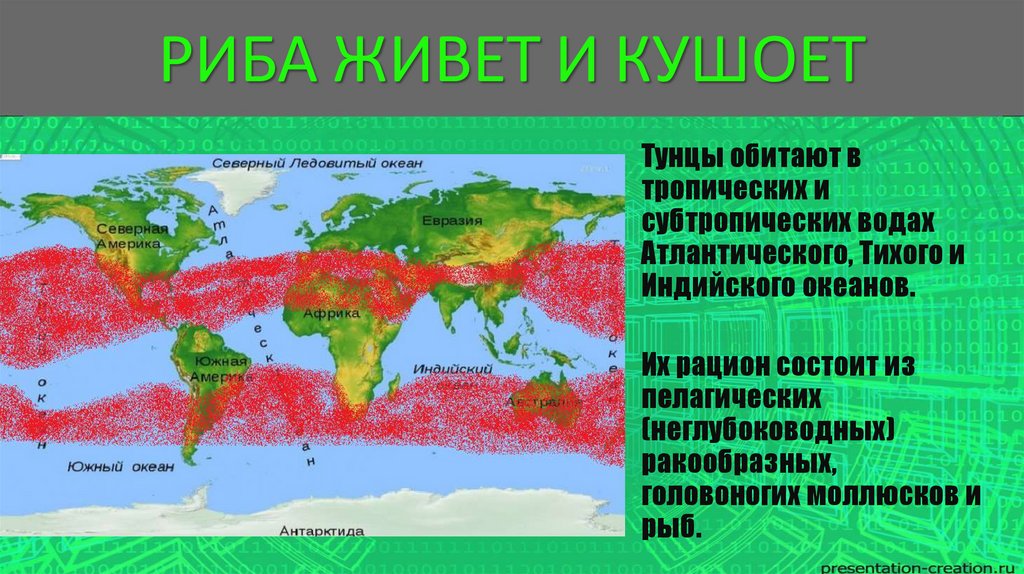 Тунец - морская рыба - презентация онлайн