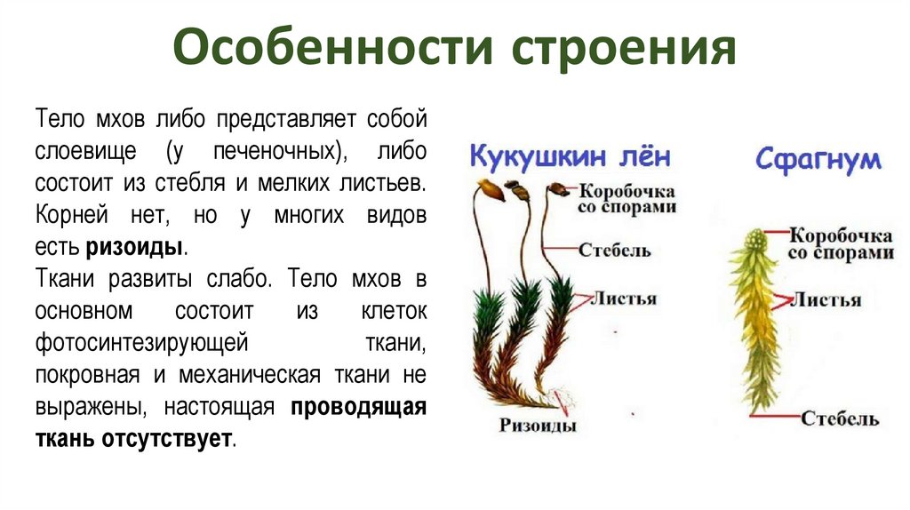 Хромосомный набор ризоидов папоротника. Ризоиды это. Показ презентации про мох учащимся. Фон для презентации мхи ны. Мох с Астраханская обл презентация.