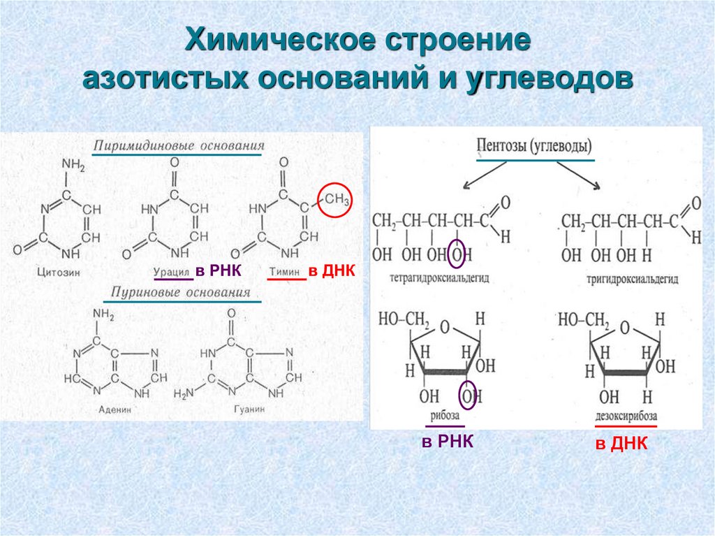 Химическое строение днк и рнк. Строение азотистых оснований ДНК И РНК. Химическая структура РНК. Химическая структура азотистого основания. Химическое строение и структура РНК.