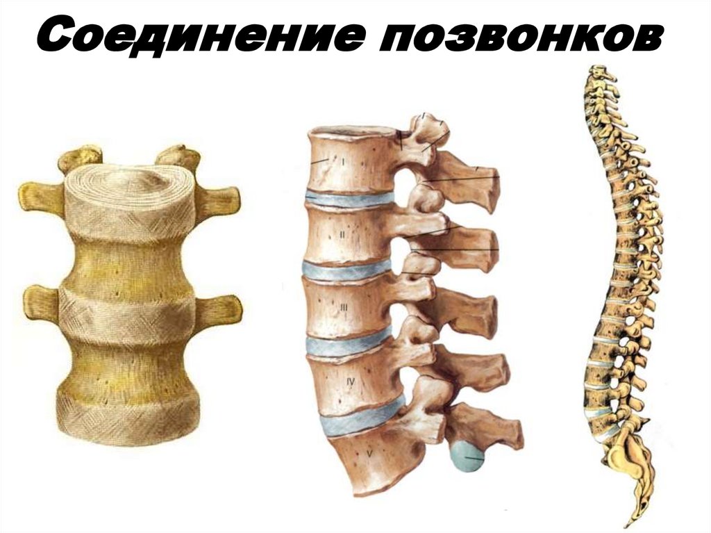 Сегменты позвоночника. Соединение позвонка с крестцом. Соединения позвонков кратко. Соединение черепа с позвоночником.