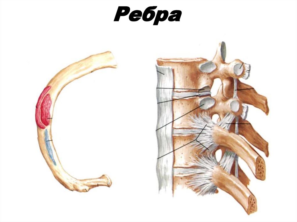 Ребро корень. Грудино-реберный синхондроз 1-ОГО ребра. Крепление ребра к позвонку. Соединение ребер с позвонками. Соединение позвонков с ребрами.