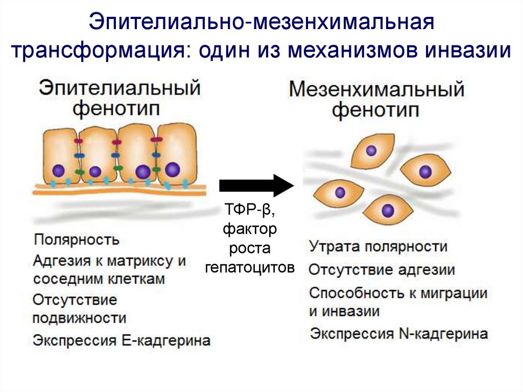 Презентация воспаления патология