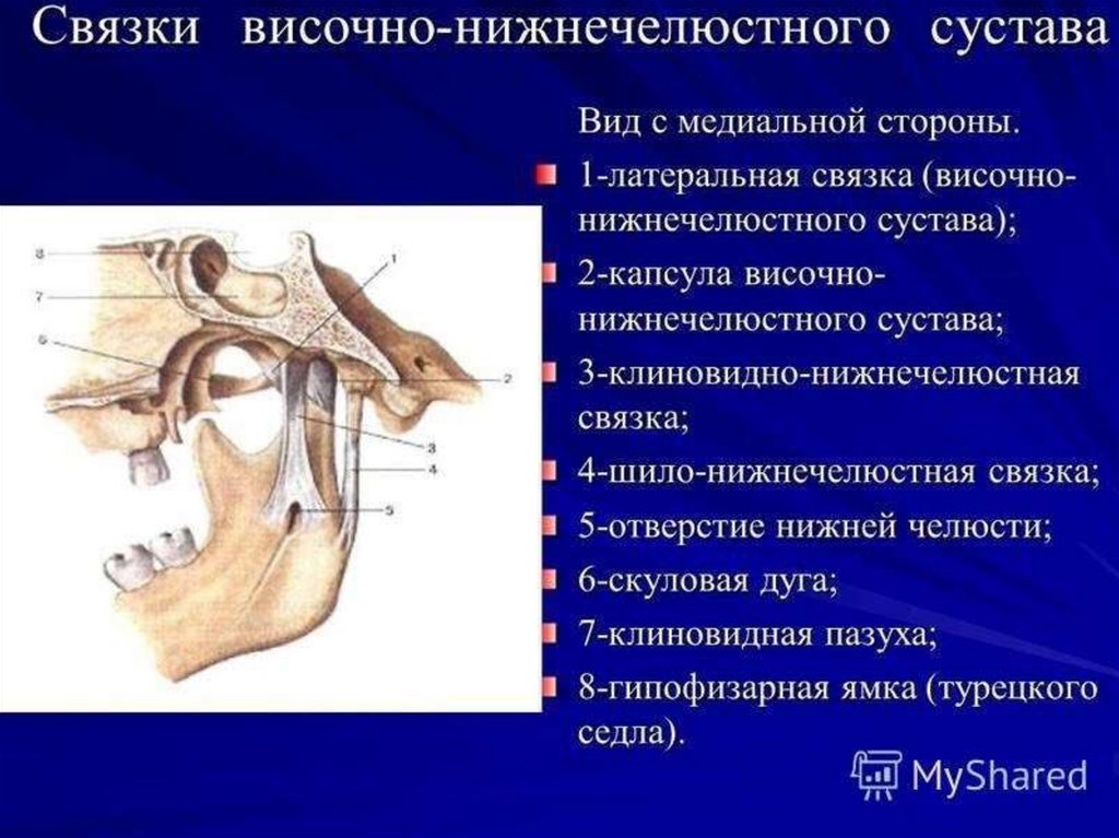 Соединение нижнечелюстной и височных костей. Височно верхнечелюстной сустав анатомия. Внесуставные связки ВНЧС. Сустав нижней челюсти анатомия. Внутрикапсульные связки височно-нижнечелюстного сустава.