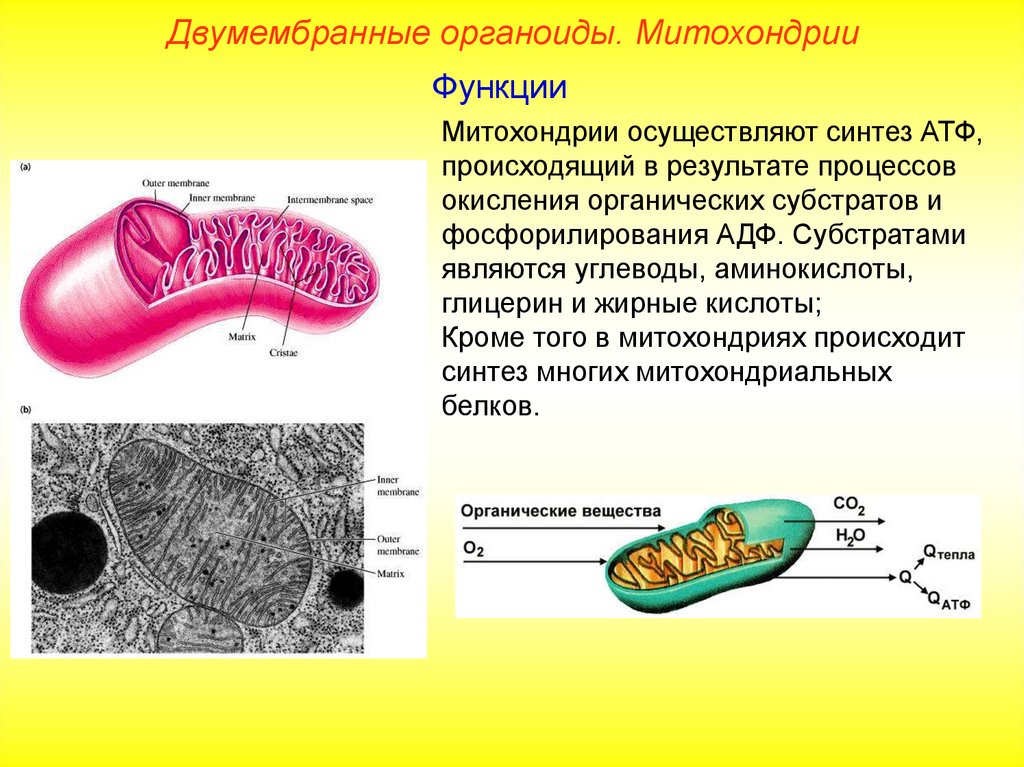 Функция синтез атф. Функции органеллы митохондрии. Строение органеллы митохондрии. Функции органоидов клетки митохондрии. Что такое двумембранные и полуавтономные органоиды.