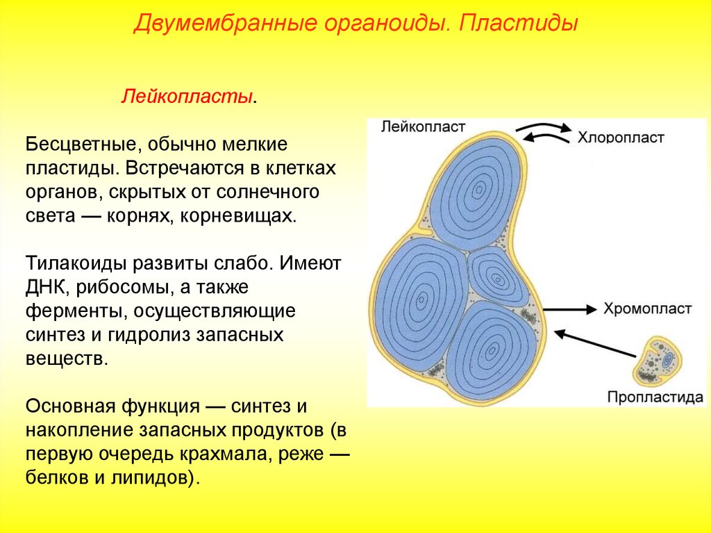 Хлоропласт двумембранный. Лейкопласты строение и функции. Строение органоида лейкопласты. Лейкопласты строение двумембранные. Лейкопласты в растительной клетке.