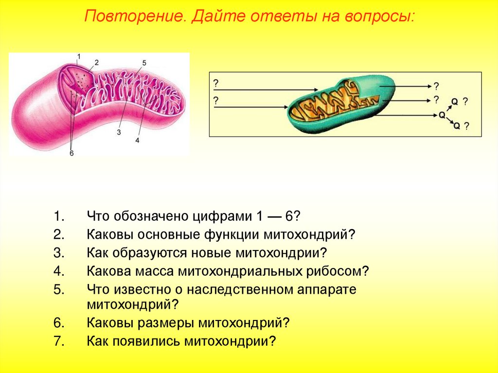 Какова функция митохондрий. Строение митохондрии и ее функции. Каковы основные функции митохондрий?. Какова масса митохондриальных рибосом. Как образуются митохондрии.