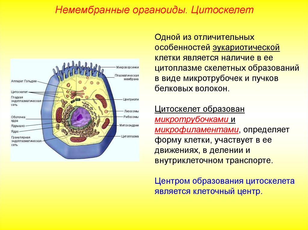 Функции органоидов животной и растительной клеток. Строение клетки, клеточные органеллы. Клеточные структуры органоиды. 5 Органоидов клетки. Название органоида клетки функции органоидов.