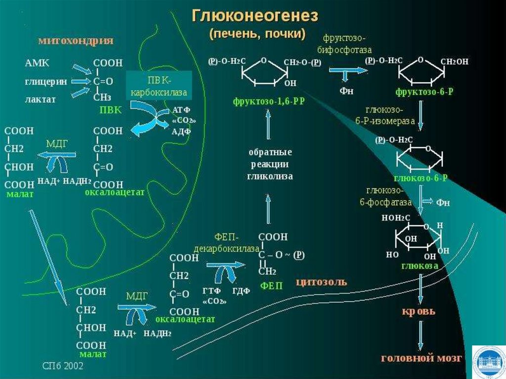 Глюконеогенез схема реакций