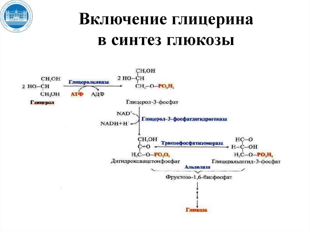 Схема глюконеогенеза из аминокислот