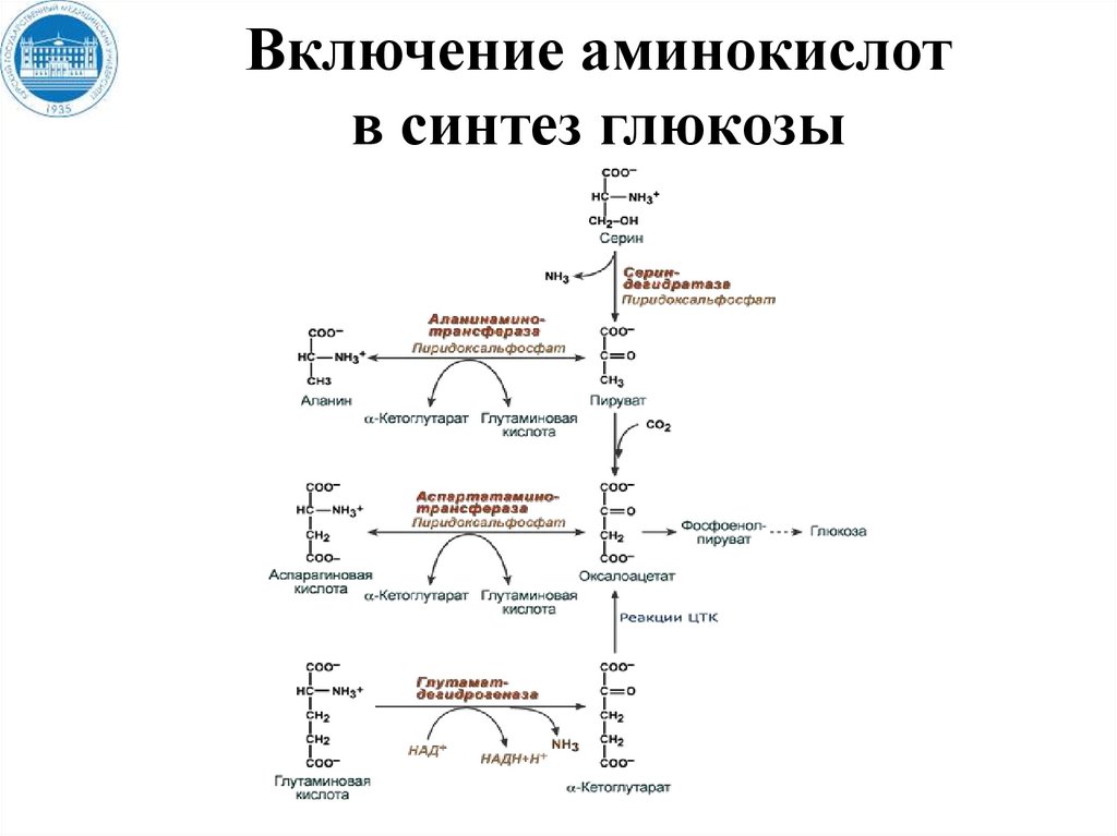 Схема синтеза Глюкозы из лактата. Схема синтеза Глюкозы из аланина. Схема синтеза гликогена из Глюкозы. Схема Синтез Глюкозы из молочной кислоты.