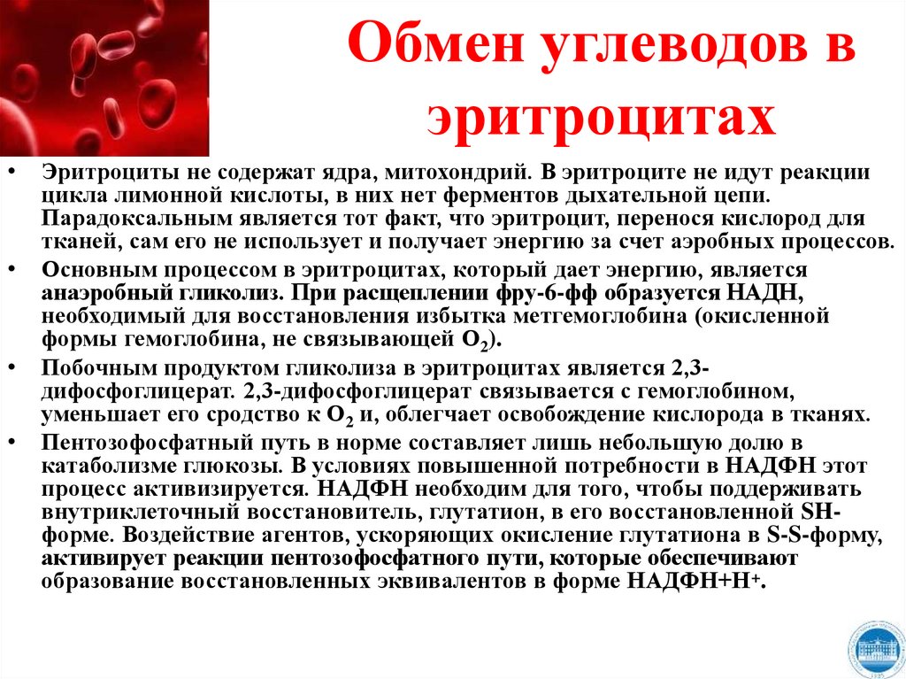 Надпочечники углеводный обмен. Особенности обмена в сердечной мышце. Гликоген в сердечной мышце. Обмен углеводов ОГЭ. В каких продуктах есть гликоген.