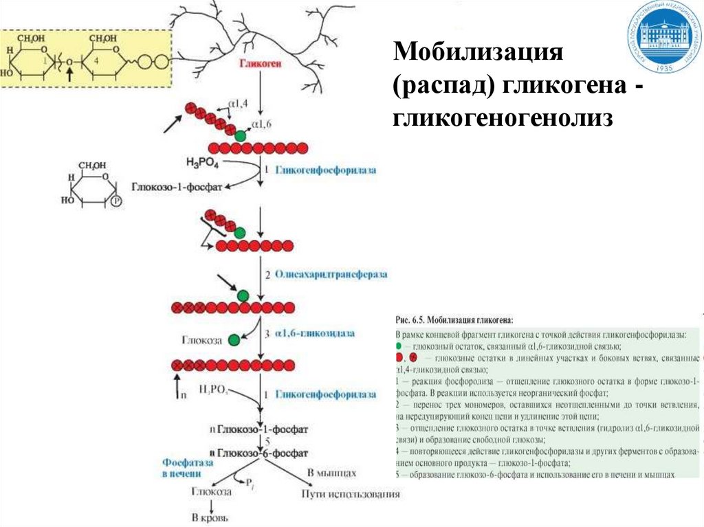 Ферменты превращения глюкозы в гликоген. Реакции мобилизации гликогена. Схема синтеза и распада гликогена. Расщепление гликогена. Синтез гликогена биохимия.