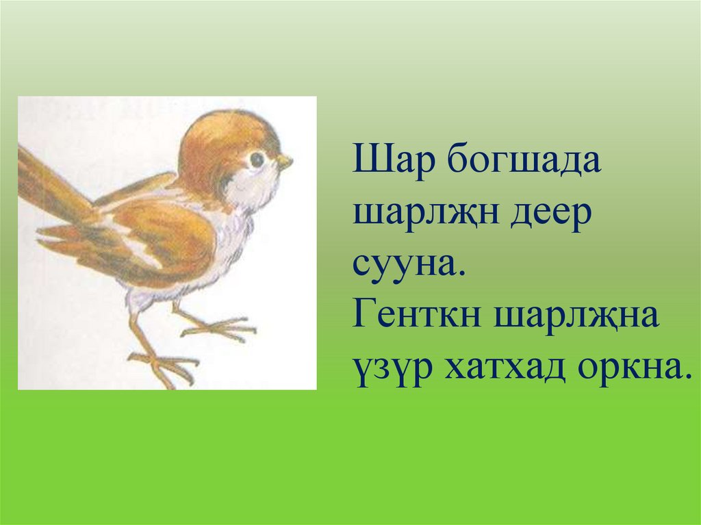 Шар богшада шарлҗн деер сууна. Генткн шарлҗна үзүр хатхад оркна.