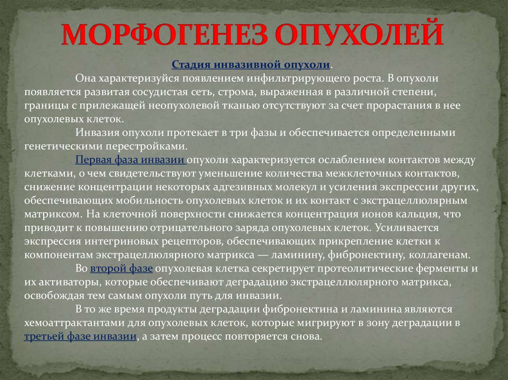 Морфогенез опухоли