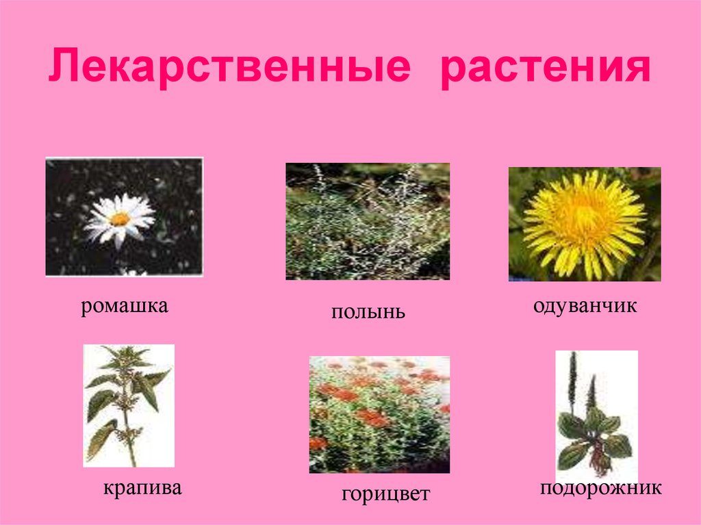 Лекарственные растения