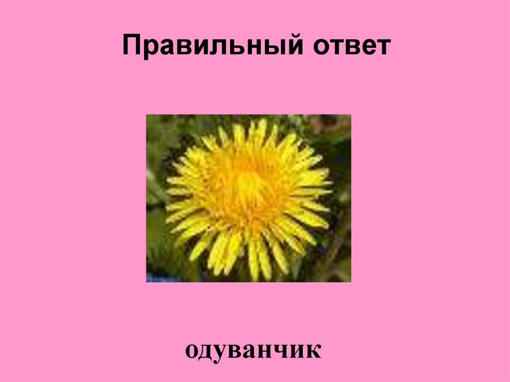 Правильный ответ
