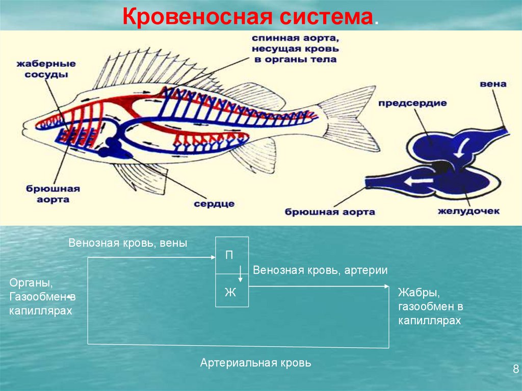 Сравнение ланцетника с рыбой. Схема строения кровеносной системы рыб. Кровеносная система ланцетника. Строение кровеносной системы ланцетника. Схема кровеносной системы ланцетника.