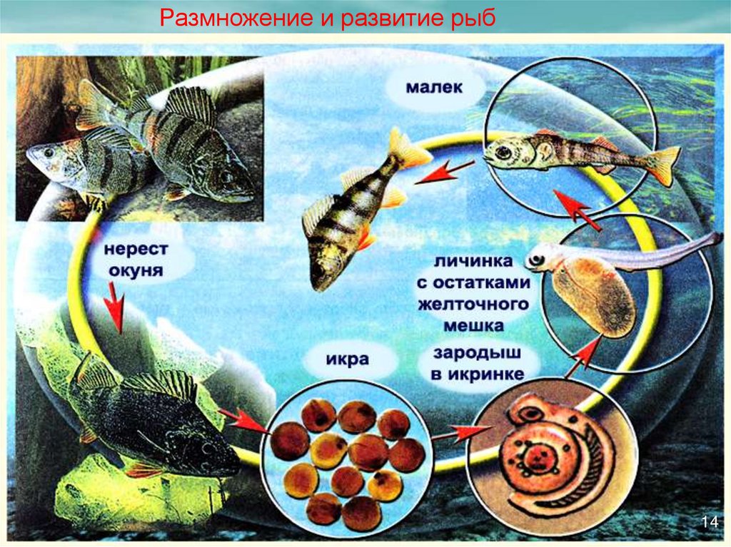 Тип развития щуки. Размножение и развитие рыб. Цикл развития рыб. Схема развития рыбы. Надкласс рыбы развитие.