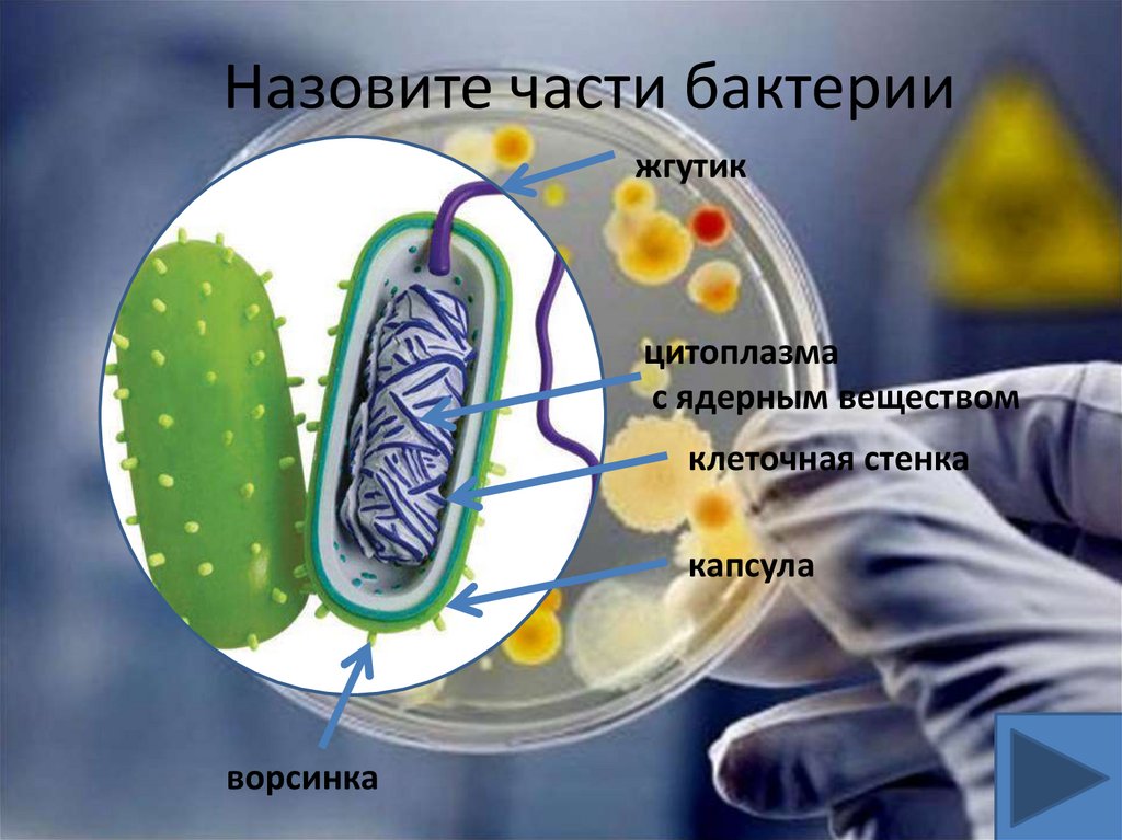 Микроорганизмов вещества. Ядерное вещество у бактерий. Бактерии в клетках которых содержится хлорофилл. Жгутик ядерное вещество цитоплазма капсула. Ворсинка жгутик ядерное вещество цитоплазма капсула.