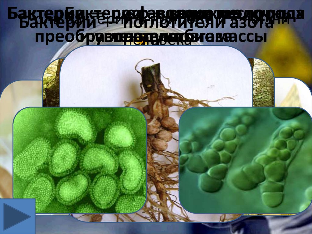 Молочнокислые бактерии в природе. Бактерии поставщики кислорода. Бактерии — Великие преобразователи биомассы. Биомасса бактерий в природе.