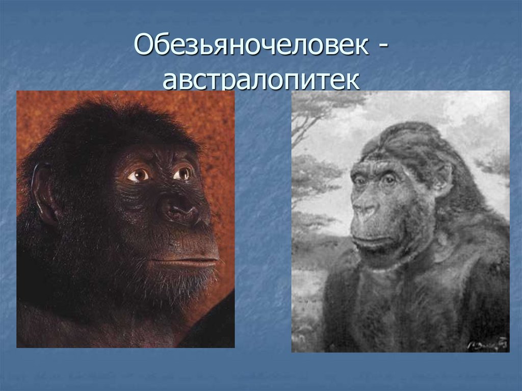 Обезьяночеловек - австралопитек