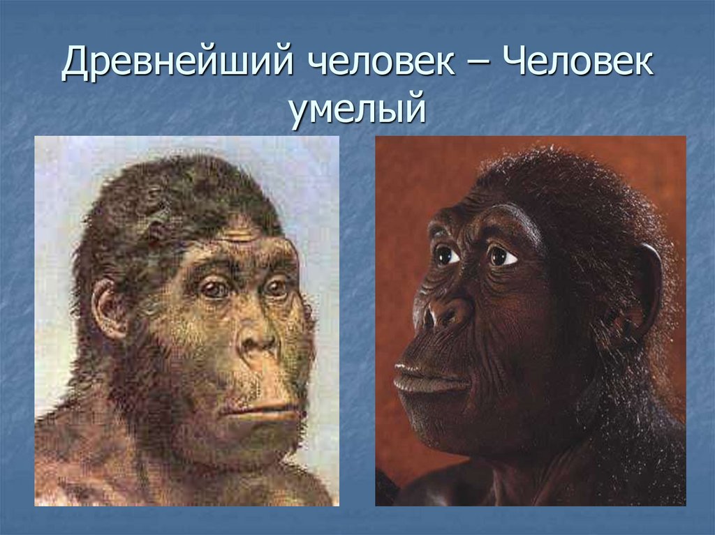 Древнейший человек – Человек умелый