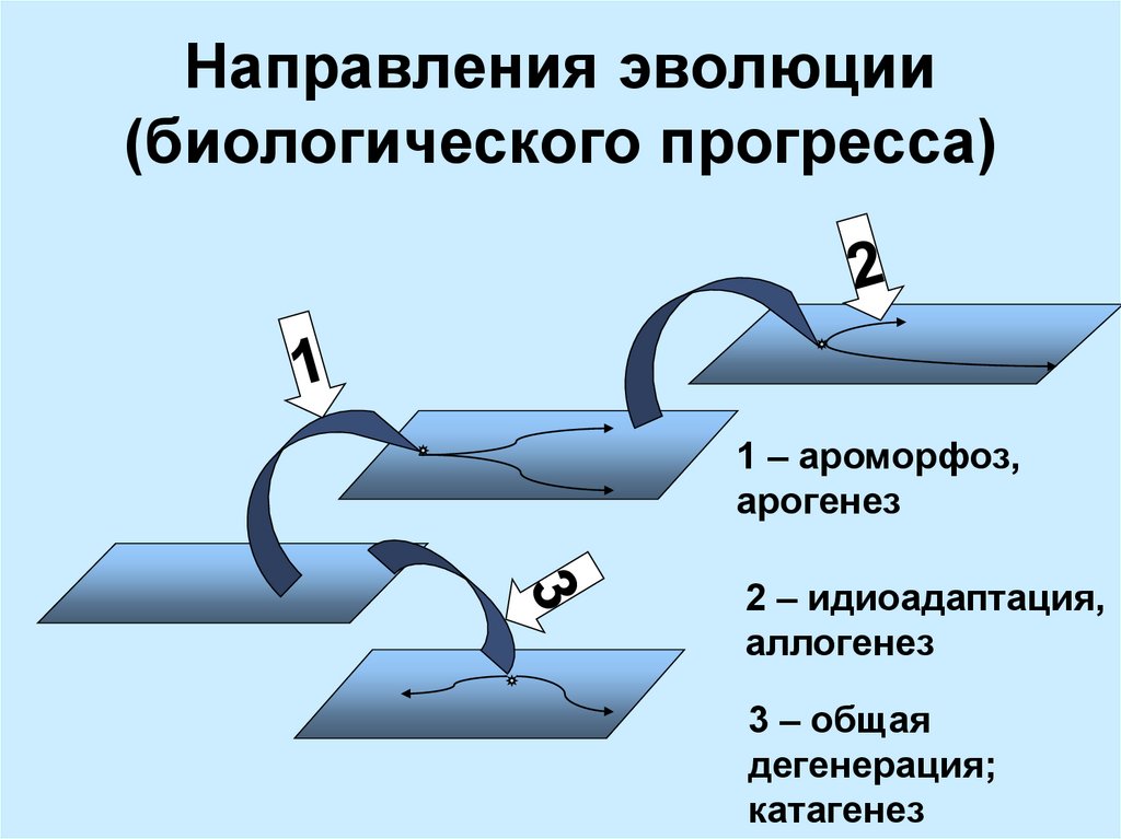 Направления биологического прогресса. Основные направления эволюции регресс. Направления эволюции. Макроэволюция пути и направления эволюционного процесса. Направления и пути эволюции.