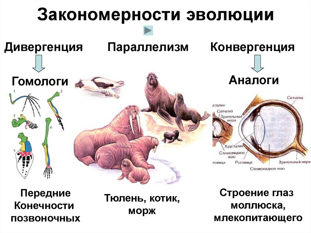 Направления эволюции головного мозга. Направления эволюции. Механизмы эволюции животных. Кенгуру эволюционный путь.