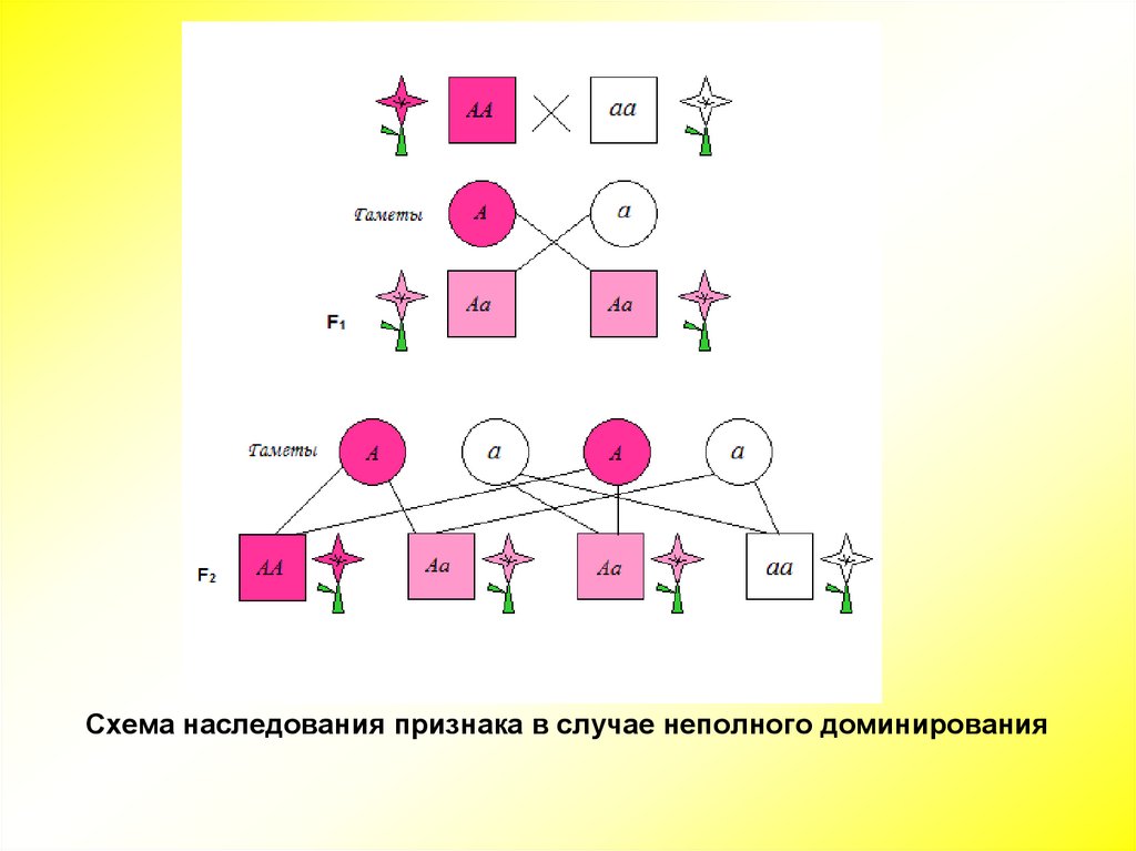 Схема анализирующего скрещивания укажите правильный вариант ответа