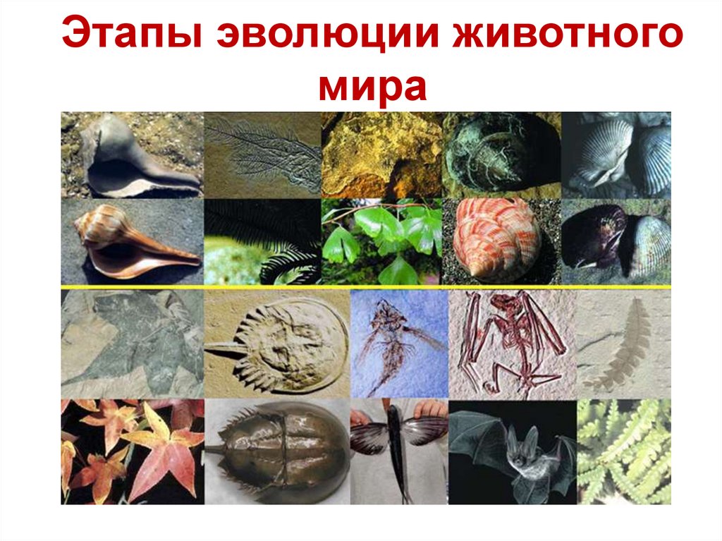 Фото живых организмов. Мечехвост окаменелости. Живые ископаемые. Живые окаменелости. Живые ископаемые животные.