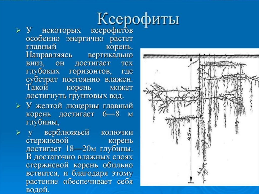 Вода какой корень. Корни ксерофитов. Корневая система ксерофитов. Главный корень растет. Корни растущие вертикально.