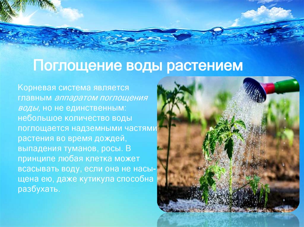 Поглощение воды растением. Формы воды в растении. Впитывание воды. Вода как экологический фактор.