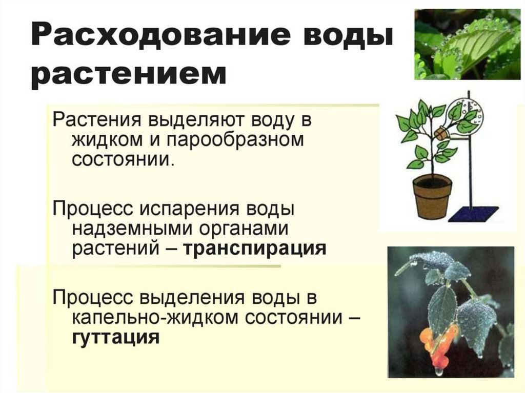 Каково значение деления в жизни растения. Что выделяют растения. Орган транспирации растений. Транспирация у растений. Испарение воды растениями.