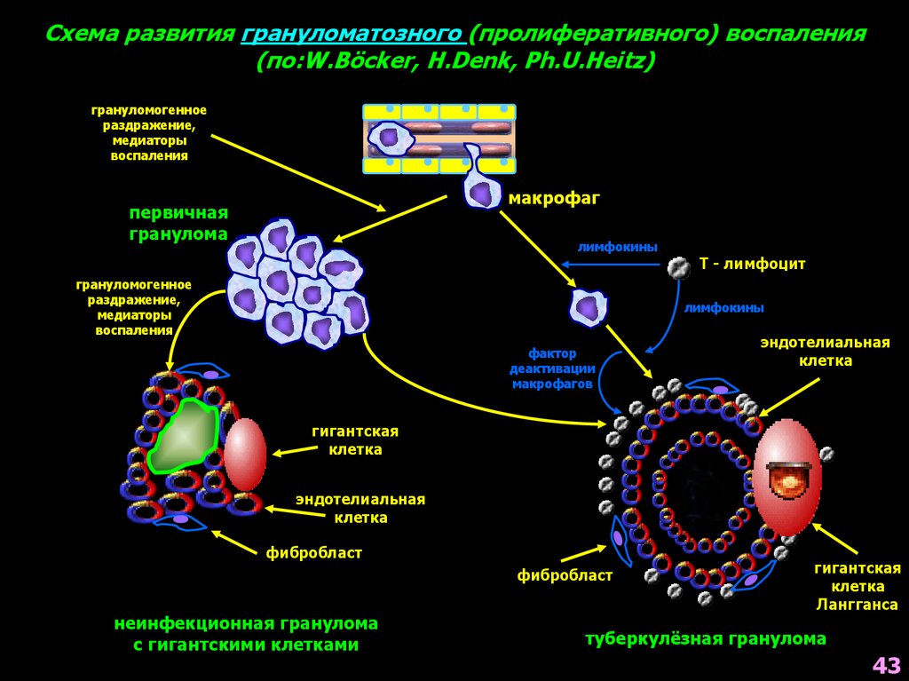 Схема воспалительного процесса