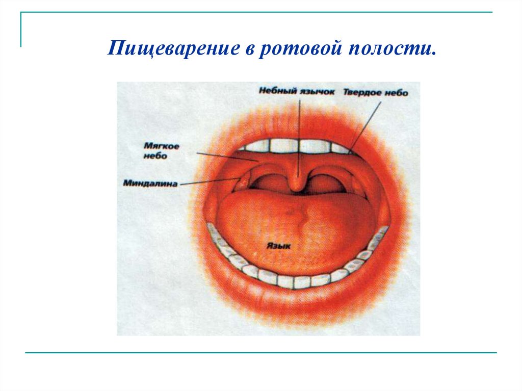 Ротовая полость презентация