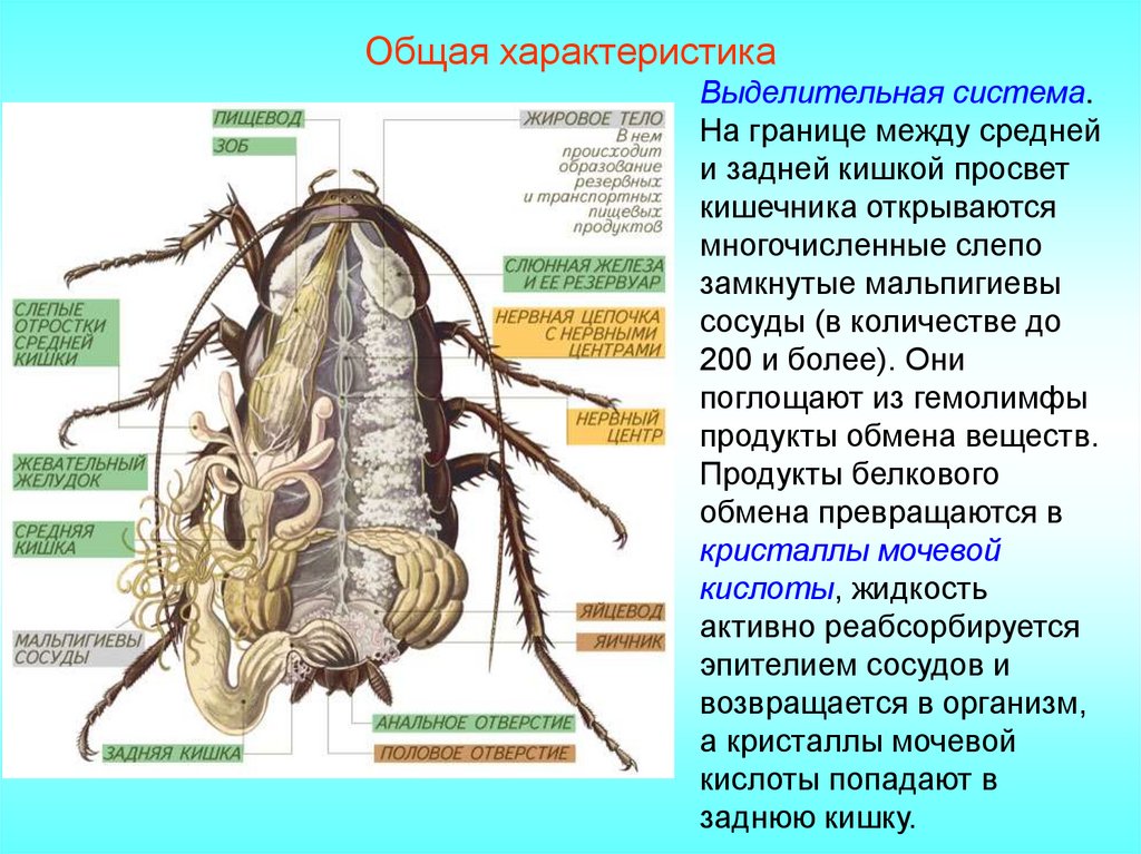 Функции которые выполняют мальпигиевы сосуды. Выделительная система насекомых жировое тело. Мальпигиевы сосуды насекомых. Мальпигиевы сосуды и жировое тело. Выделительная система представлена мальпигиевыми сосудами.