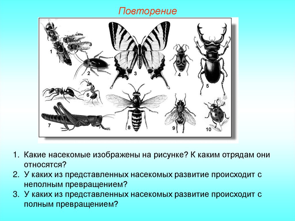 Признаки какого класса на нем изображены. Какие насекомые изображены на рисунке. Отряды насекомых рисунки. Какие насекомые изображены на рисунке к каким отрядам они относятся. Развитие насекомых отряды.