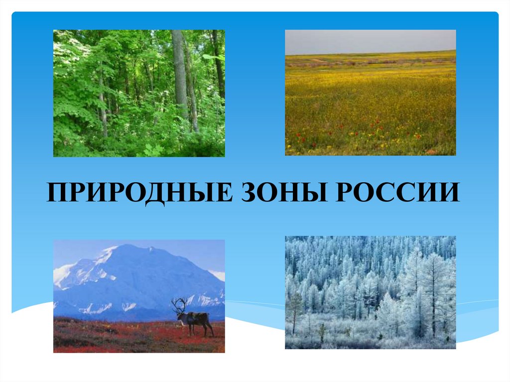 Презентация Природные Зоны России