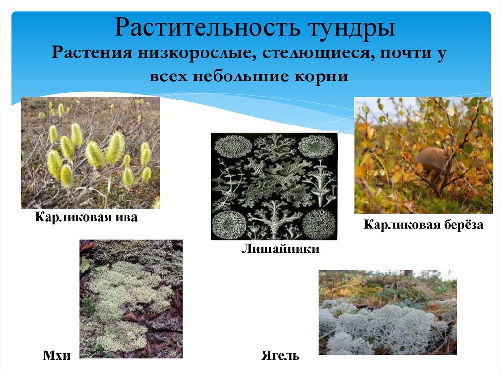 Растительность тундр в основном представлена. Растительный мир тундры. Животный мир тундры. Что сформировало специфическую растительность тундры?.