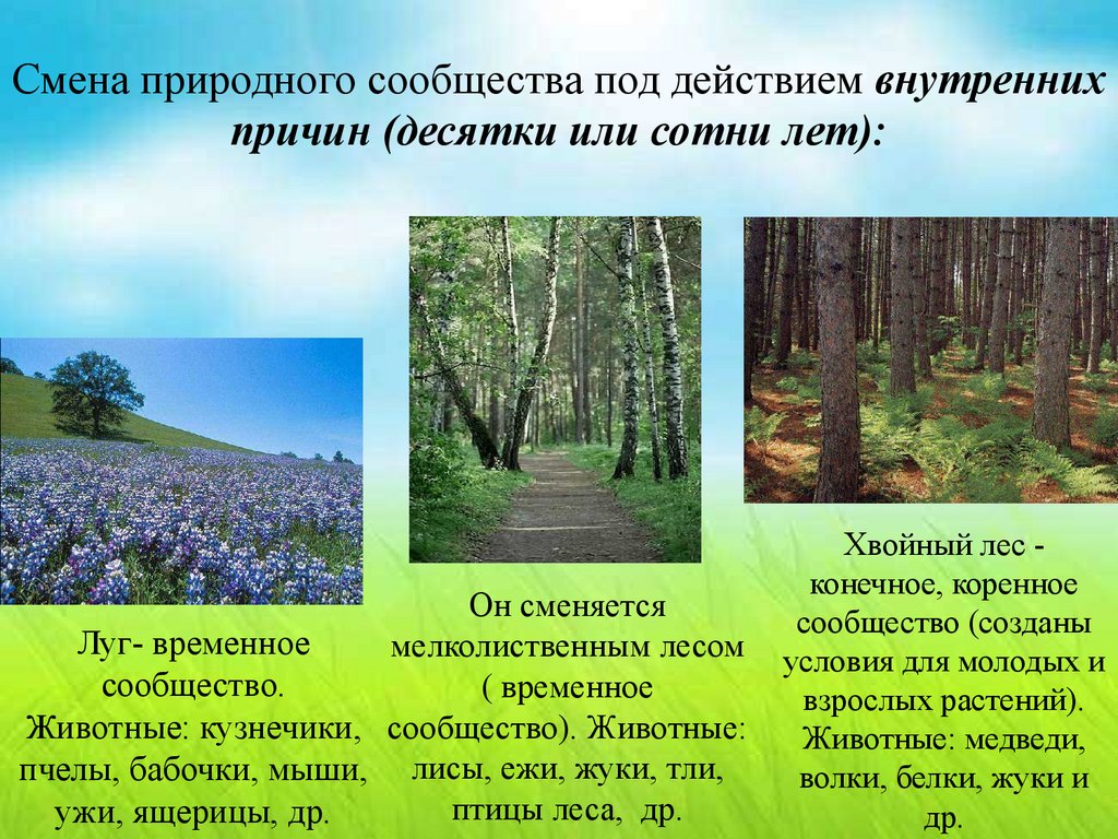 Виды природных сообществ доклад. Природное растительное сообщество. Причины смены природных сообществ. Естественные природные сообщества. Сообщение о природного сообщества коротко.