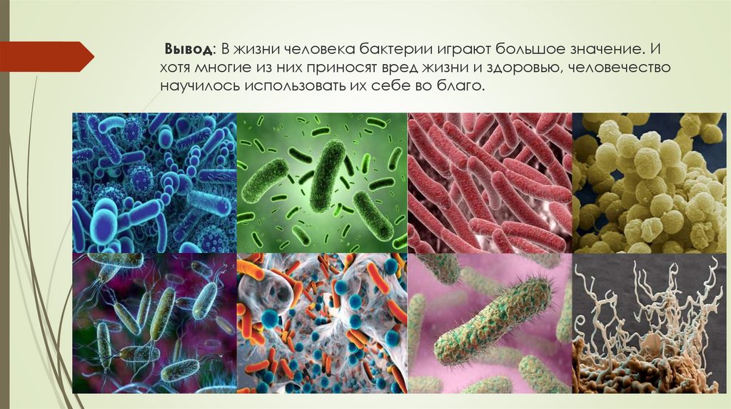 Привести примеры царства бактерий