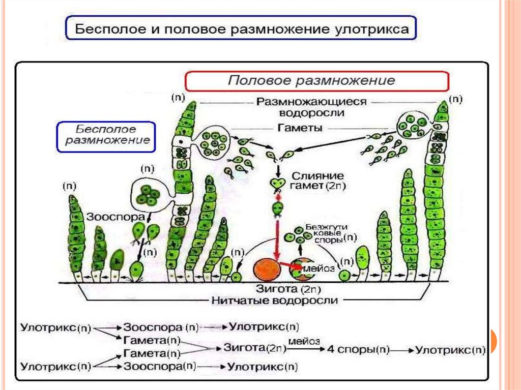 Что преобладает у водорослей. Жизненный цикл водоросли улотрикса схема. Улотрикс цикл размножения. Улотрикс размножается спорофит. Размножение улотрикса рисунок.