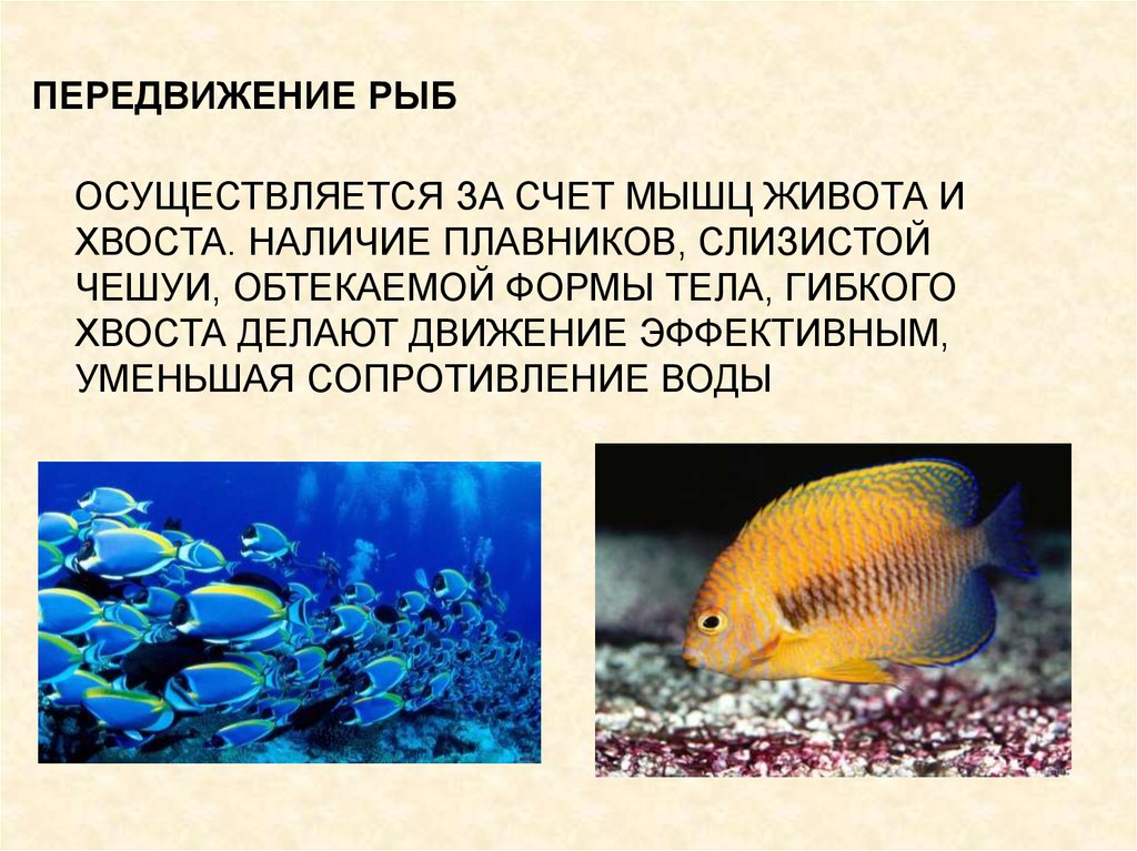 Передвижение рыб в воде. Передвижение рыб. Способы движения рыб. Передвижение рыбы в воде. Приспособление к передвижению у рыб.