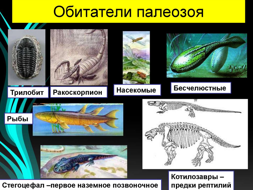 Стегоцефал. Бесчелюстные позвоночные. Ракоскорпион Палеозойская Эра. Бесчелюстные рыбы. Развитие жизни на земле презентация 9 класс