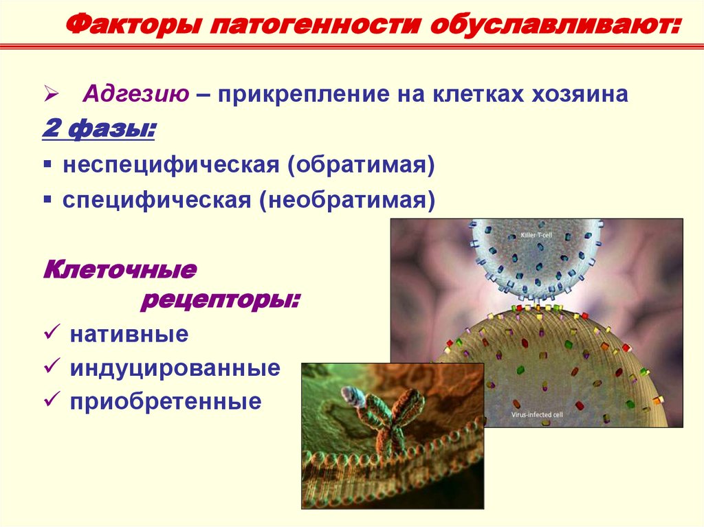 Схема факторы патогенности микроорганизмов. Факторы патогенности микробиология. Полиомиелит факторы патогенности. Факторы патогенности синегнойной палочки.