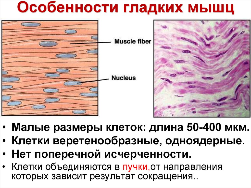 Клетки гладкой мускулатуры сокращаются. Веретенообразные клетки. Веретенообразная форма клетки. Базальная исчерченность. Гладкая мускулатура.