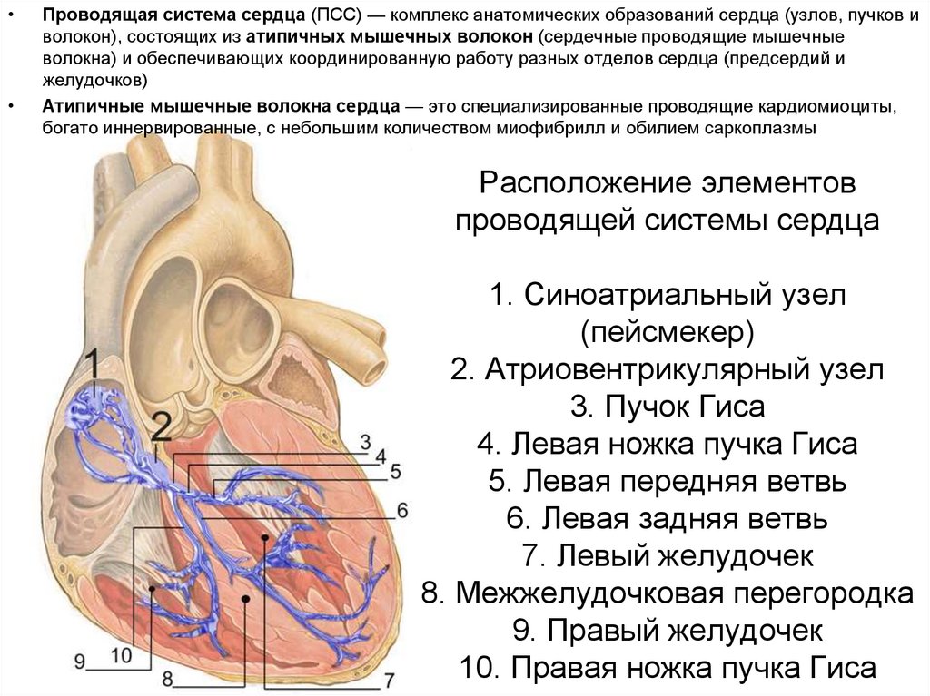 Правый желудочек размеры. Проводящая система сердца пучок Гиса. Схема узлов и Пучков проводящей системы сердца. Проводящая система сердца строение и функции. Проводящая система сердца синоатриальный узел.