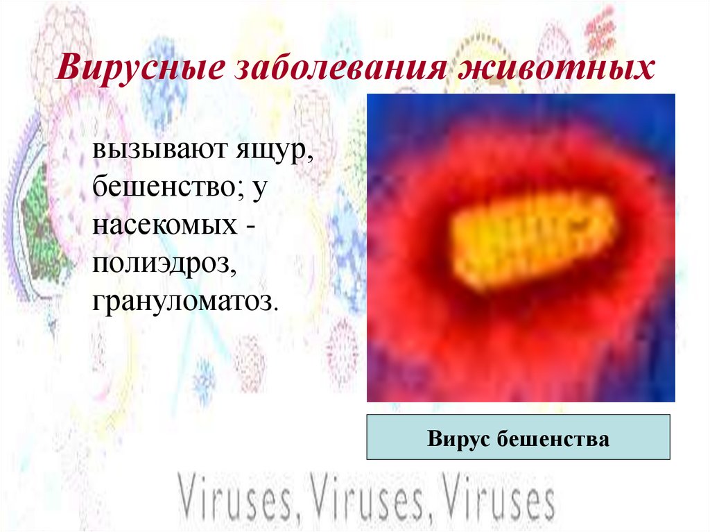 Вирусные заболевания животных