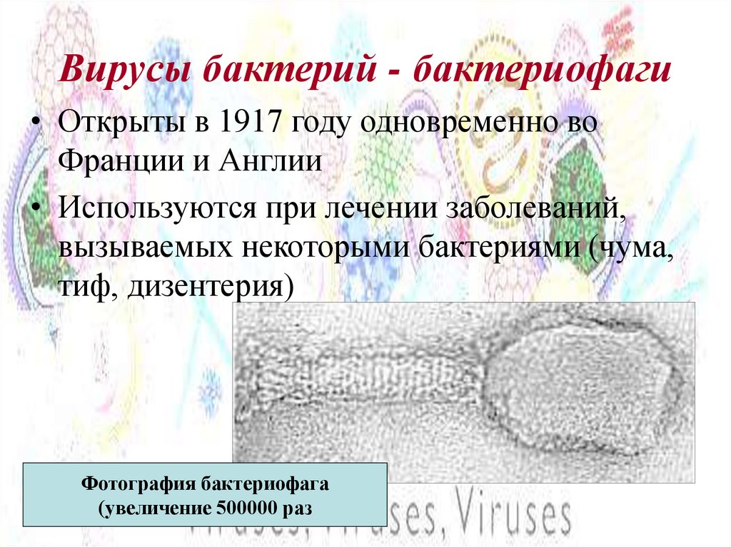 Вирусы бактерий - бактериофаги