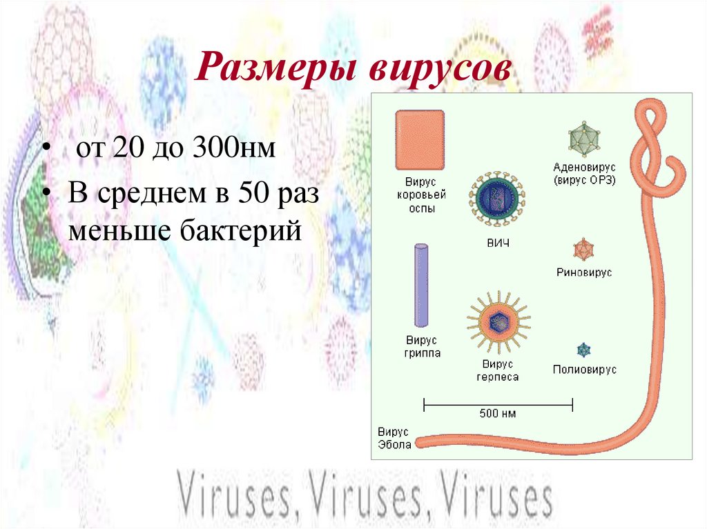 Размеры вирусов